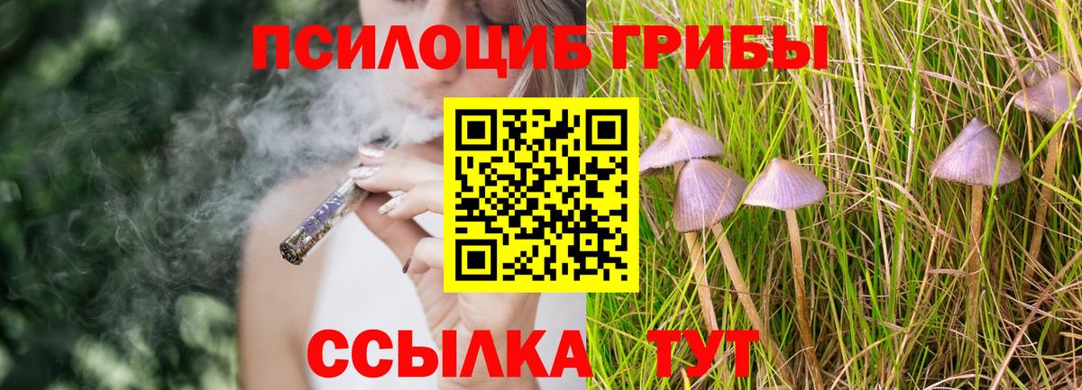 Псилоцибиновые грибы Cubensis Кыштым